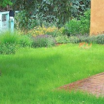 1000 BLUE GRAMA Seeds Prairie Mosquito Grass Clumping Ornamental Drought... - $8.50