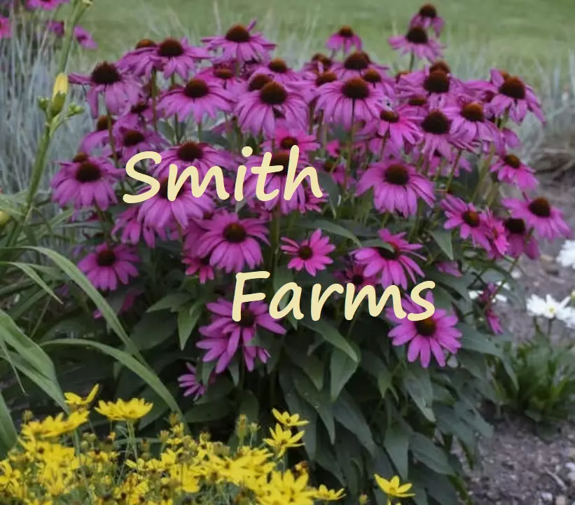 50+ Seeds Purple Coneflower Seeds Echinacea Flower Perennial - $7.52