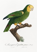 Yellow-Shouldered Amazon, Amazona Barbadensis #2 - 1800&#39;s - Francois Magnet - $11.99