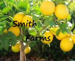 5 Seeds Dwarf Lemon Tree Fruit Bearing Edible Food Garden From US - $10.25