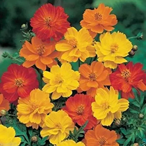Fresh 1000 Cosmos Sulphureus Seeds Bright Lights Mix Yellow/Orange/Red Garden - £16.63 GBP