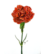 Pencil Drawing of a Carnation - Digital Print - $15.00
