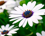 Beautiful Cape Daisy Seeds 30 Seeds Fast Shipping - $7.99