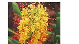 Hawaiian Yellow Kahili Ginger Plant Root (Pack of 10) Grow Hawaii - $169.88