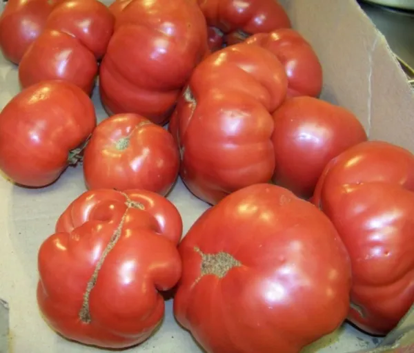 Tomato Manitoba 60 Days 38 Fresh Seeds - £11.32 GBP