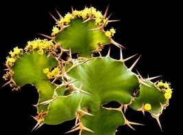 HOT SEEDS Euphorbia Grandicornis, Cow’s Horn Cactus exotic succulent Spiky seed  - £10.18 GBP