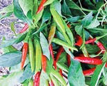 400 Seeds Thai Hot Pepper Seeds Heirloom Non Gmo Fresh Harvesh Fast Ship... - $29.96
