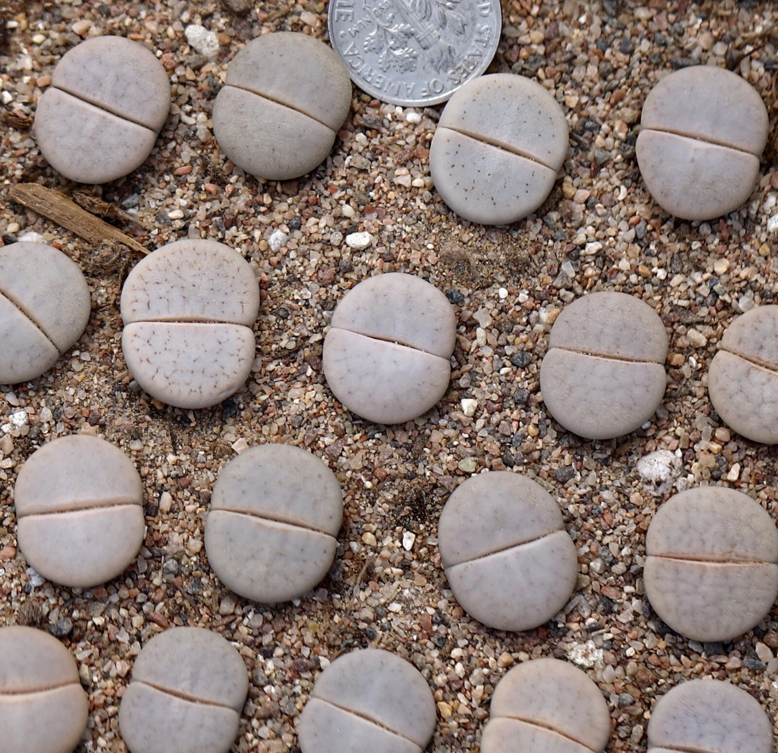 Plant -one- Lithops pseudotruncatella  C244 - $20.39