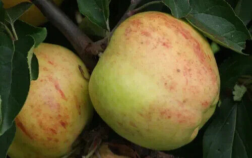 RD 25+ Gravenstein Apple Seeds for Garden Planting  - $5.15