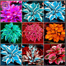 Hosta Fragrant Plantain Lily Bonsai Perennial Flower for Home Garden Ground - $7.99