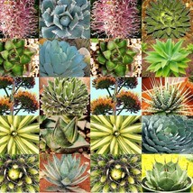 10 Seeds Agave Species Seed Mix Nourish Your Soil With Organic Planting Seeds - $15.48