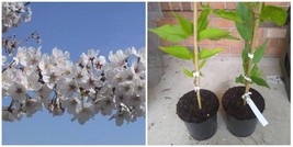 2 Yoshino Flowering Cherry Trees - Live Plants - 6-12&quot; Tall - 3&quot; Pots - H03 - £71.93 GBP
