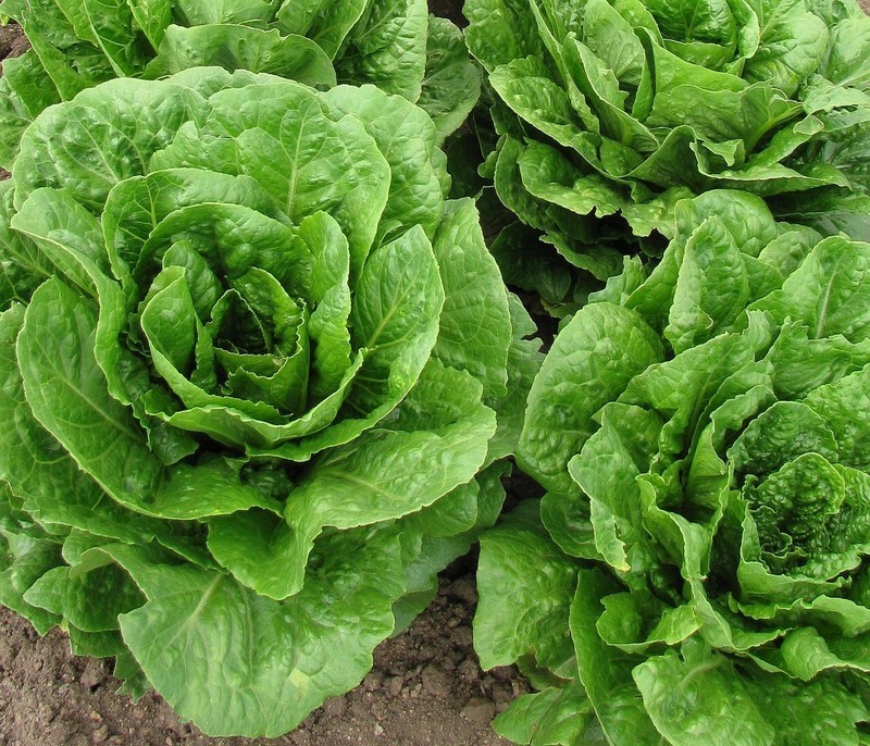 HT 600 Organic Lettuce Seeds Parris Island Romaine Heirloom Garden Seeds - $13.15