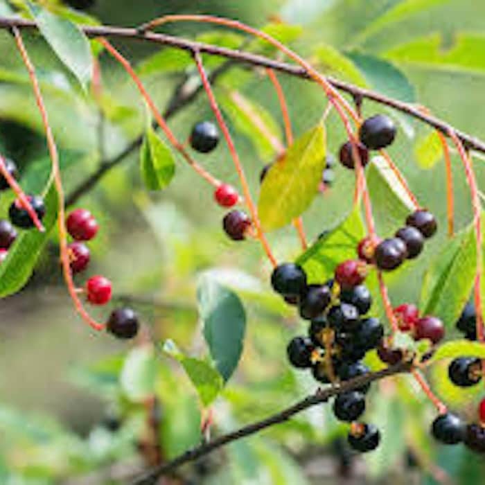 1 Hackberry Tree Plant 12-24In Tall Sugar Berry Tree Bare Root Fresh Gar... - $27.20
