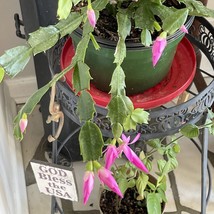  Hot Pink Schlumbergera Succulent Cactus 3-4” Starter plant - £3.97 GBP