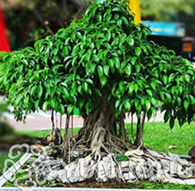 5 pcs Peepal Ficus Religiosa Family Moraceae Perennial Sacred Fig SemiEvergreen - £7.68 GBP