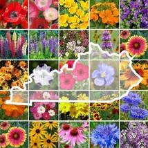 Wildflower KENTUCKY State Mix Perennial Annual 25 Types USA 1000 Seeds - £7.50 GBP
