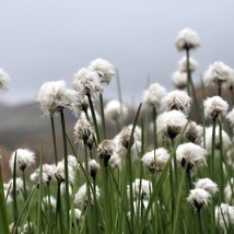 25 Tawny Cottongrass Flower Seeds Eriophorum Virginicum Hares Tail Cotton Grass  - £11.98 GBP