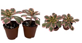 2 Pack 2&quot; Pots - Aeonium Pink Witch Succulent Plant - House Plant - £32.38 GBP