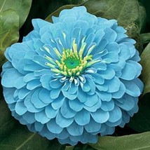 PWO 50 Seeds Zinnia Flowers Light Blue Color Garden Plants - £5.66 GBP