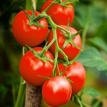 SRN Moneymaker Vine Tomato Seeds Indeterminate Cordon Stake Tomatoes Garden - $207.62 MXN