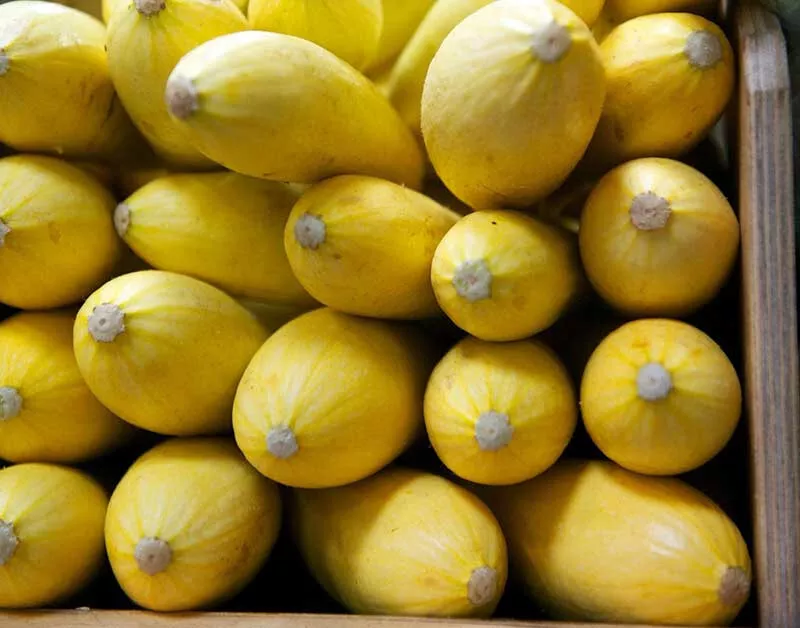 25 Yellow Squash Seeds for Garden Planting - $5.48