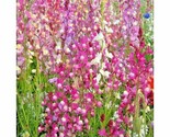 2000 Seeds Snapdragon Northern Lights Mix Seeds Container Spring Fall Fl... - $8.99