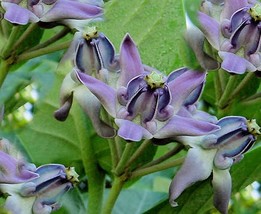 10 Seeds- Blue Crown Flower-  -Important to Butterflies Calotropis gigantea - £4.73 GBP