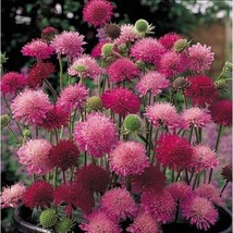 Knautia Pincushion Flowers 110 Seeds Mixed Red Pink Lavender Fresh Garden - $13.69