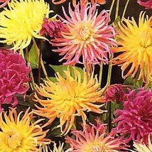 25 Seeds Dahlia Cactus Flowered Hybrids Annual Seeds - £17.40 GBP