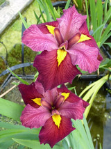 Ann Chewning Iris  (Iris Louisiana) Aquatic Pond Live Plant  SUPER PRICE!!!!!! - £11.07 GBP