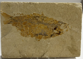 Fish Fossil - full fish millions of years old #A - £92.71 GBP