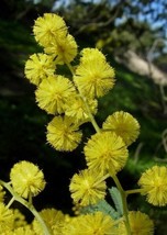 Acacia Dealbata Silver Wattle 10 Seeds USA Seller Garden Fresh - £18.89 GBP