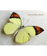 Great Orange Hebomoia Glaucippe Real Butterfly Framed Entomology Shadowbox - $1,001.30 MXN