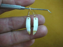 (g183-15) 3/4&quot; Alligator gator TOOTH Teeth gold tone wire Earrings I lov... - €13,13 EUR