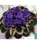 SL 100 Pcs Mini Violet Beautiful Bonsai Flower, African Red Purple Mini ... - $4.14
