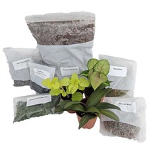 Terrarium Fairy Garden Kit With 3 Plants Create Your Own Living Terrarium New Fa - £57.20 GBP