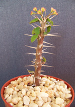 4&quot; pot EUPHORBIA DELPHINENSIS exotic rare cactus plant cacti bonsai succulent  - £31.96 GBP