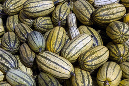 25 Delicata Squash Seeds Non-GMO, Heirloom, Fast Shipping - £6.92 GBP