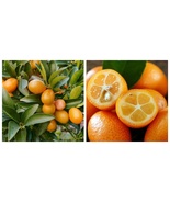 NEW Plant NAGAMI KUMQUAT Grafted 2ft &amp; up Tree - $151.99