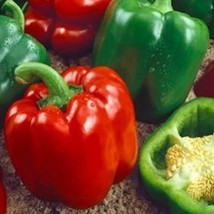 Keystone Resistant Giant Sweet Pepper Seeds Organic Garden Fast Shipping - $6.50