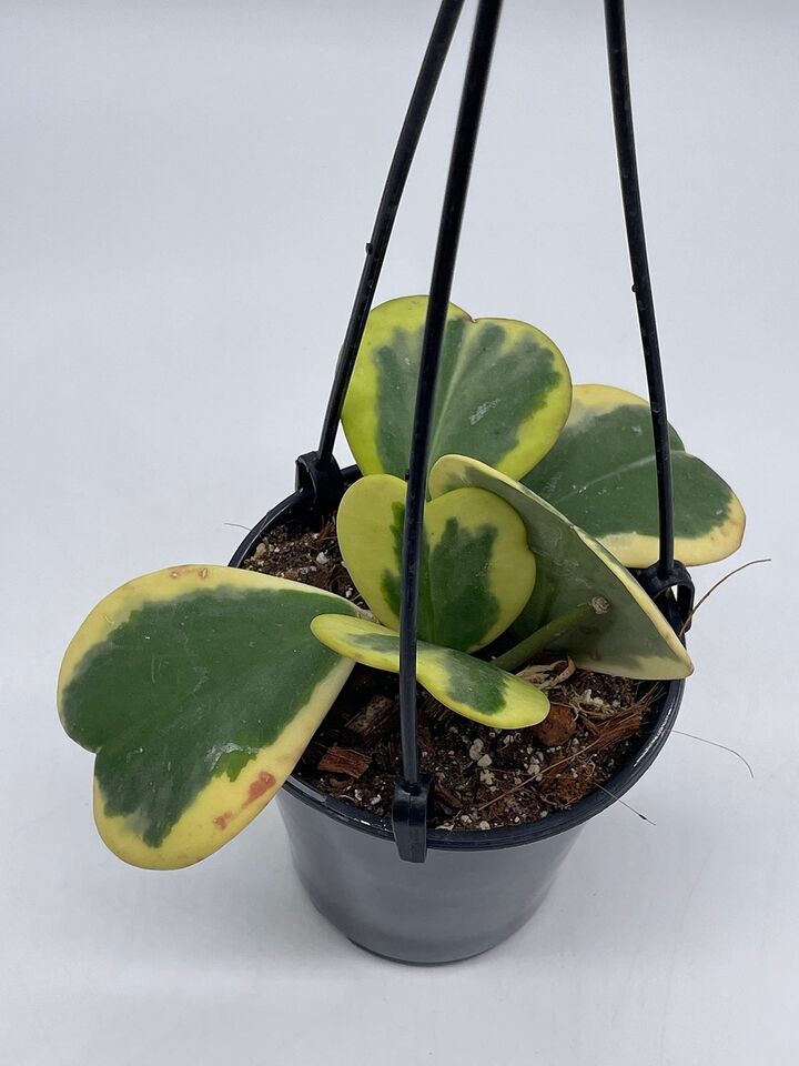 Variegated Hoya Kerrii Heart On The Vine, at Least 6 Hearts, Sweetheart Plant Item image 8