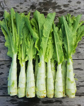 New Fresh Seeds Celtuce Summer 38 Chinese Stem Lettuce Asian Vegetable - £7.80 GBP