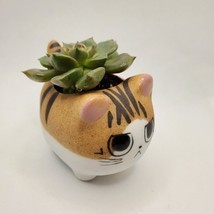 Graptoveria Olivia Succulent in Cat Planter - 2.5" Kitty Kitten Ceramic Pot