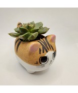 Graptoveria Olivia Succulent in Cat Planter - 2.5" Kitty Kitten Ceramic Pot - £12.04 GBP