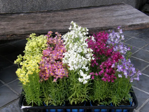 Toadflax Baby Snapdragon 6500 Fresh Seeds - $14.50