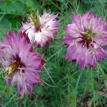 Lwstore Love In A Mistrose Nigella 50 Seeds Usps Shipping - £7.27 GBP