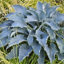 Hosta Tears In Heaven 3 Inch Pot Size Starter Plant Plant Garden - $31.90