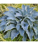 Hosta Tears In Heaven 3 Inch Pot Size Starter Plant Plant Garden - $595.12 MXN
