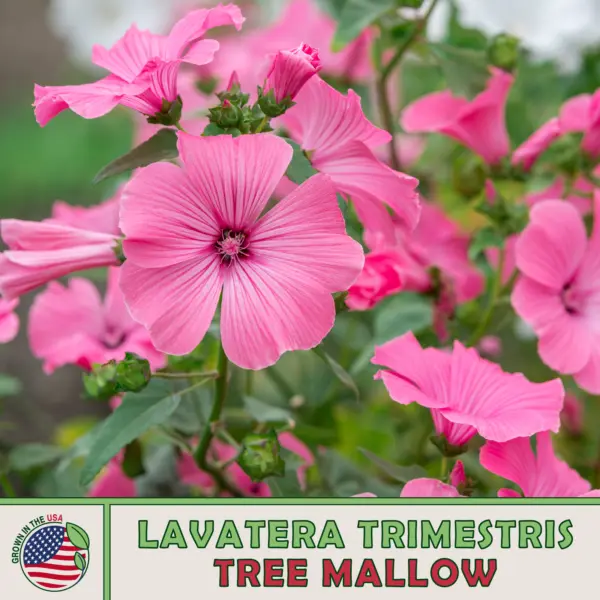 200 Tree Mallow Seeds Lavatera Trimestris Rose Mallow Pollinator Attract... - £9.48 GBP